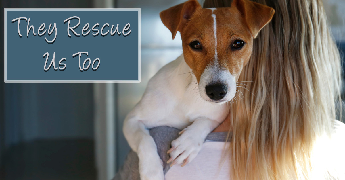 Rescue Them, They Rescue Us. Picture of a small brown and white dog on the shoulder of a female.